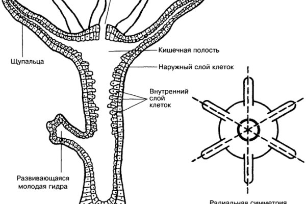 Ссылка на kraken торговая площадка