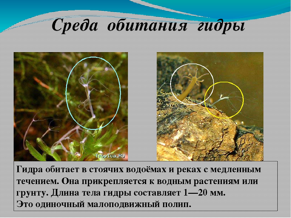 Кракен krakens13 at