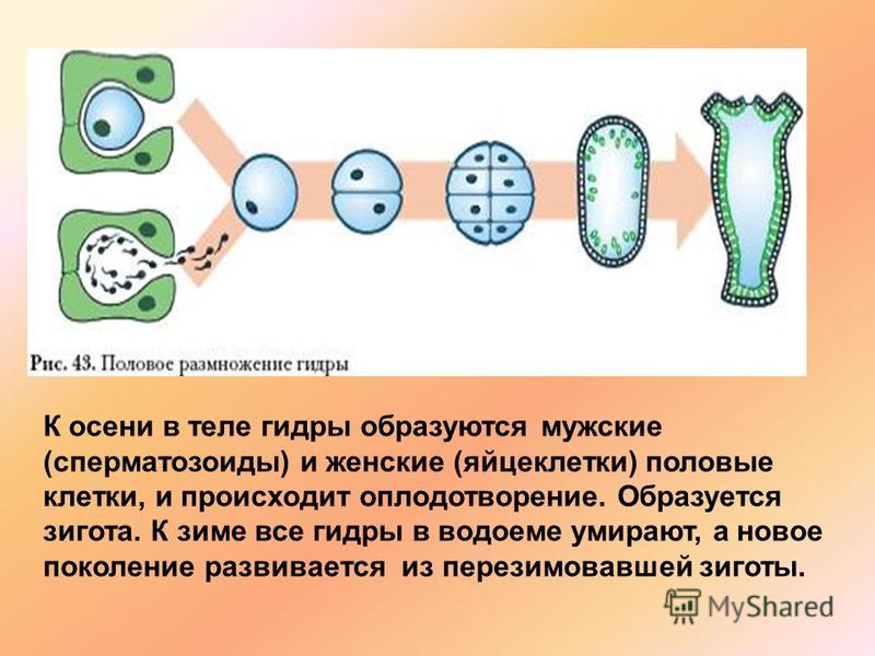 Кракен маркет дарнет только через тор