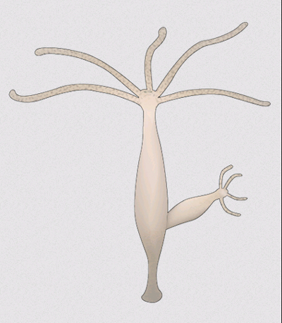 Kraken mirror